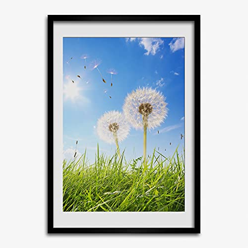 Cadre MDF 50x70 cm Tulup avec une affiche de pissenlits pour decoration moderne