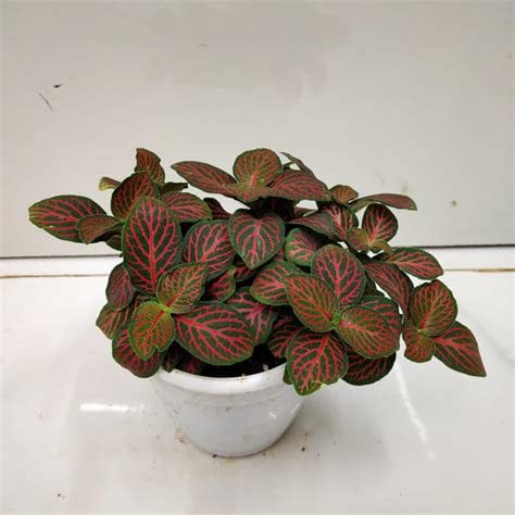 Mphmi Perennial NCR Plants Fittonia Albivenis, Red Nerve Plant - Plant (B0CFW52WN4) Amazon Price History, Amazon Price Tracker