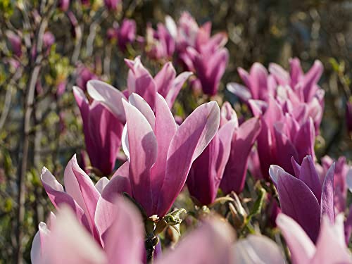 Moccurod 15 Lily Magnolia Flower Tree Seeds Pink & Purple Fragrant Tulip Magnol Liliiflora Seeds #TOP4