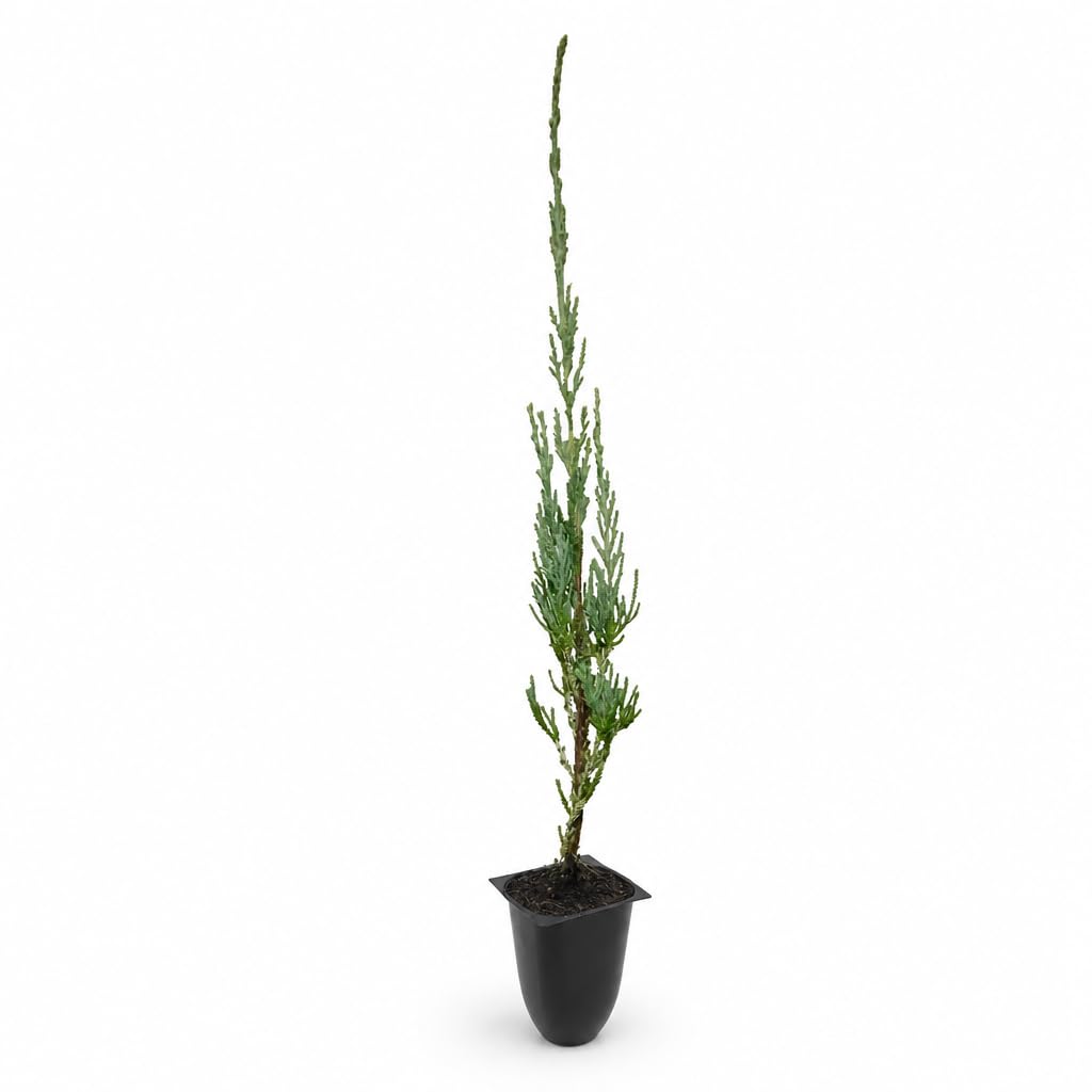 Skyrocket Juniper