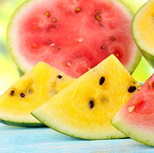 Rare Watermelon Rainbow Sherbet Seeds for Planting Yellow and Red Sorbet Swirl About 20 Seeds