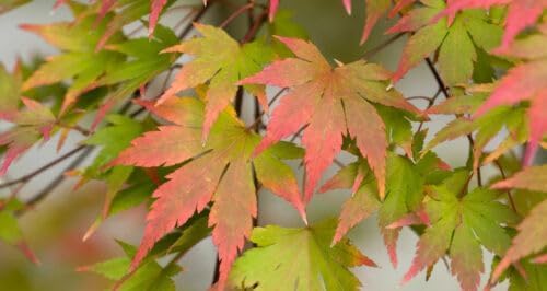Acero rosso giapponese "Acero palmatum Momiji" pianta in alveolo h.1 metro e oltre Vivaio di Castelletto