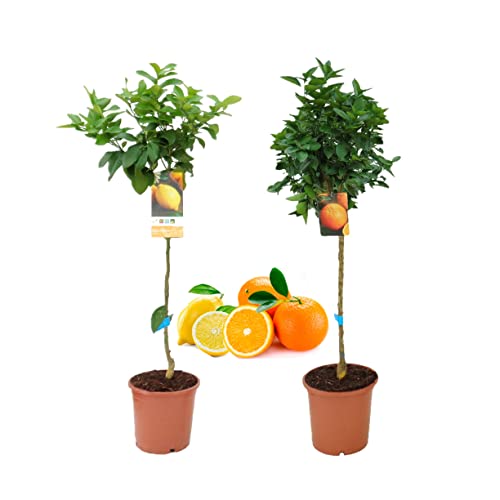 Pack Limonero - Naranjo - Pomelo - Mandarino Planta Natural - (Altura 110 Cm) Maceta 22 cm (Pack Limonero + Naranjo) Cover