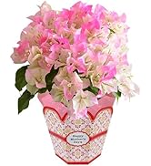 ブーゲンビリア盆栽 青鉢 ピンク花 to403576pb01.jpg