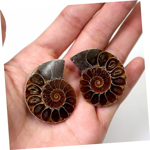 iplusmile 6 Stk Ammonit- -Marke Muschelexemplar Requisiten für den Paläontologieunterricht Laborversorgung Ammonit Spielzeug fossilien kinder bürodeko Tischschmuck Ammonitenschmuck