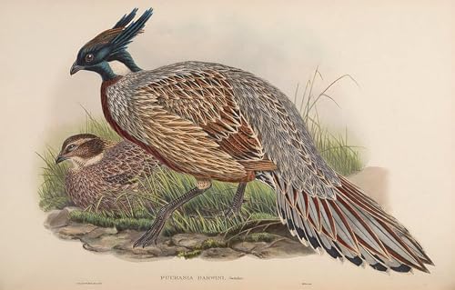 Cuadro de aves John Gould lienzo decorativo de pucrasia macrolopha para despachos modernos 60x90
