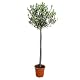 Olivenbaum Bloomique – Olea europaea – Gartenpflanze – Winterhart