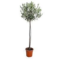 Bloomique - Olea Europaea - Olivenbaum Echt - Gartenpflanzen Winterhart -  Hhe 80-90 cm - Topf 19 cm : Amazon.de: Garten