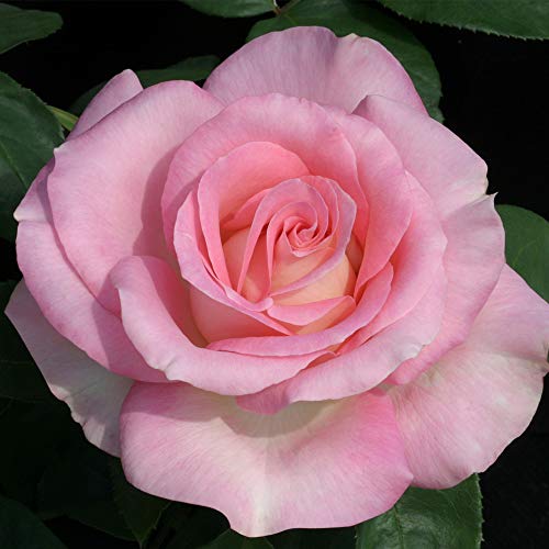 Falling in Love Rose Plant