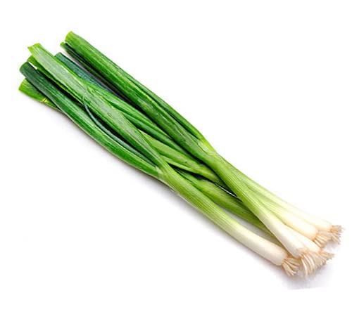 Heirloom Non-Gmo Vegetable Seeds For Planting, Herb Plant Seeds For Planting Home Herb Garden Or Indoor Garden-450Ct Cut And Come Again Perennial Bunching Onion Seeds, 葱-Evergreen White,1G #TOP19