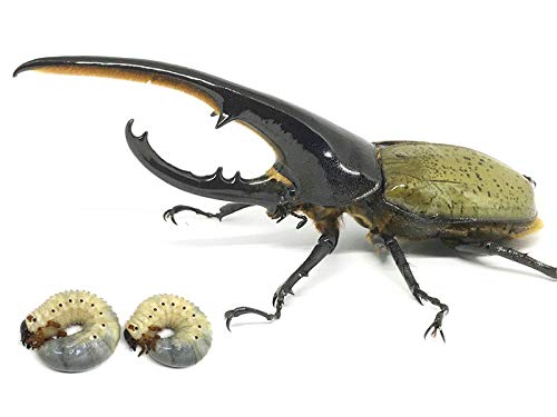 Amazon | ヘラクレス・ヘラクレス3令幼虫ペア 北海道発送不可 | プロ