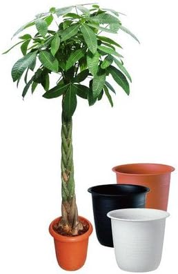 現品 エムの木 エバーフレッシュ 5番 古木 盆栽風 曲がり 特大