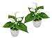 Produktbild Flair Flower Mini Topf, 2er Set, Weiß, Kunst-Blume, Calla, Künstliche-Pflanze, Polyester, Kunststoff, 20 cm hoch, 16 cm breit