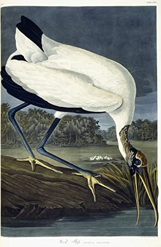 Poster Ibis en bois John James Audubon impression toile 60x90cm