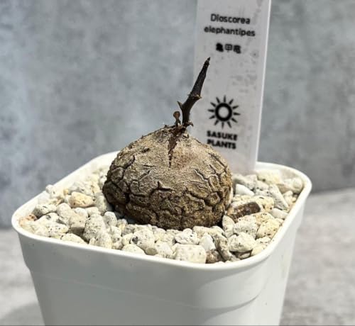 観葉植物 亀甲竜」の人気商品一覧・価格比較 - 価格.com