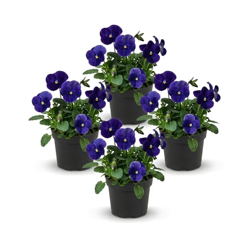 Live Healthy Flowering Pansies - Blue (4 Plants Per Pack),