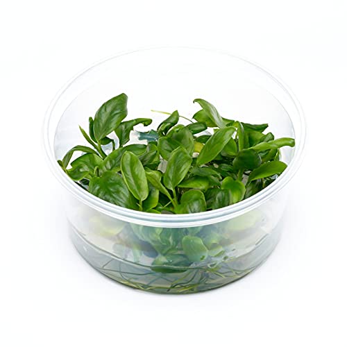 Anubias barteri var. nana – Zwergspeerblatt in vitro XL