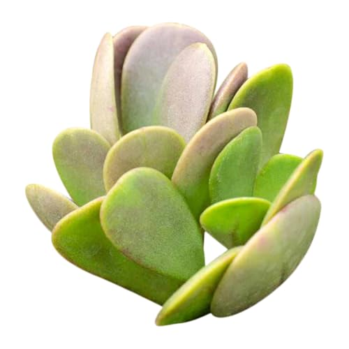 Trailing Jade Senecio Jacobsenii