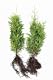 Thuja Brabant Heckenpflanzen 60-80 cm frisch vom Feld, 50 Stück