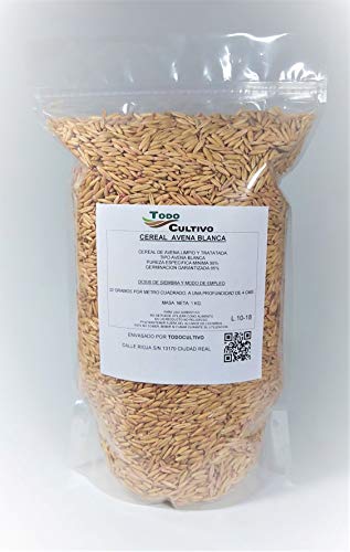 Avoine blanche pour semer 1 kg. Sélectionnée et traitée. Céréal de culture Cover
