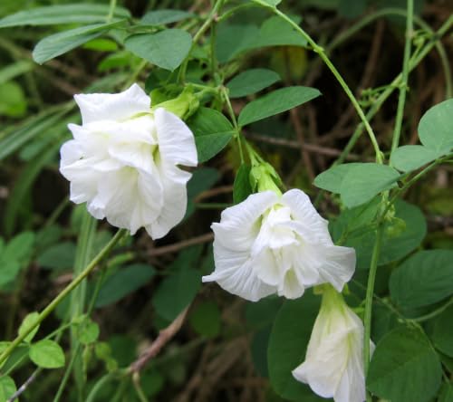 Image of Aparajita Plant (Butterfly Pea - Clitoria Ternatea) Live Flower Vine for Balcony & Terrace (White Double Petal) Pack of 1