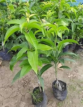 Image of All-Time 12 Months Hybrid Grafted Guti Kolom Live Fruit Plant Original & Authentic Organic Tree for Outdoor Fast-Growing Fruit Plant Home Gardens Pack Of-1 (Purple Original Miyazaki Mango, medium)
