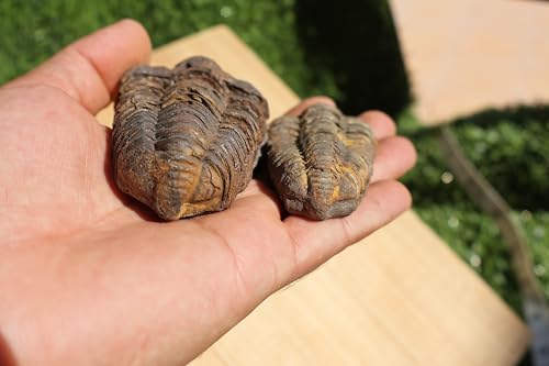 Image of 2PCS Calymene Trilobites Flexicalymene Fossil for Kids Ordovician Fossil Trilobites A14
