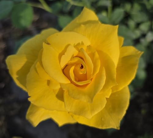 Ma Cherie Roses - El Dorado Yellow Rose Bush Rose Bushes Ready to Plant Roses Live Plant Garden Roses