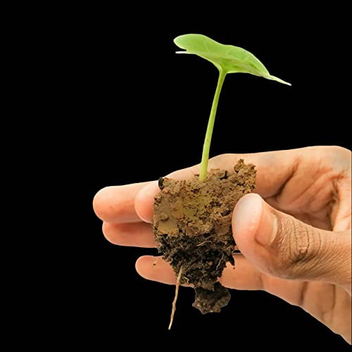 Image of Human Birds International - Seed Balls, Just Throw & Grow, Tree Seed Bombs, Seed Balls Return Gift, Seed Balls of Trees (Fig Seed Balls, 50)