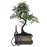 Bonsai mit Schere, ca. 30-35cm hoch (Bonsai chin. Ulme (Abb. ähnlich) mit Untersetzer und 1 Schere groß)