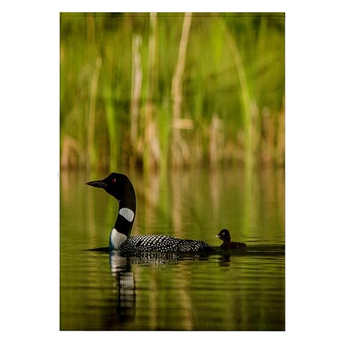 3dRose Common Loon with Chick on Small Mountain Lake Near Whitefish,...