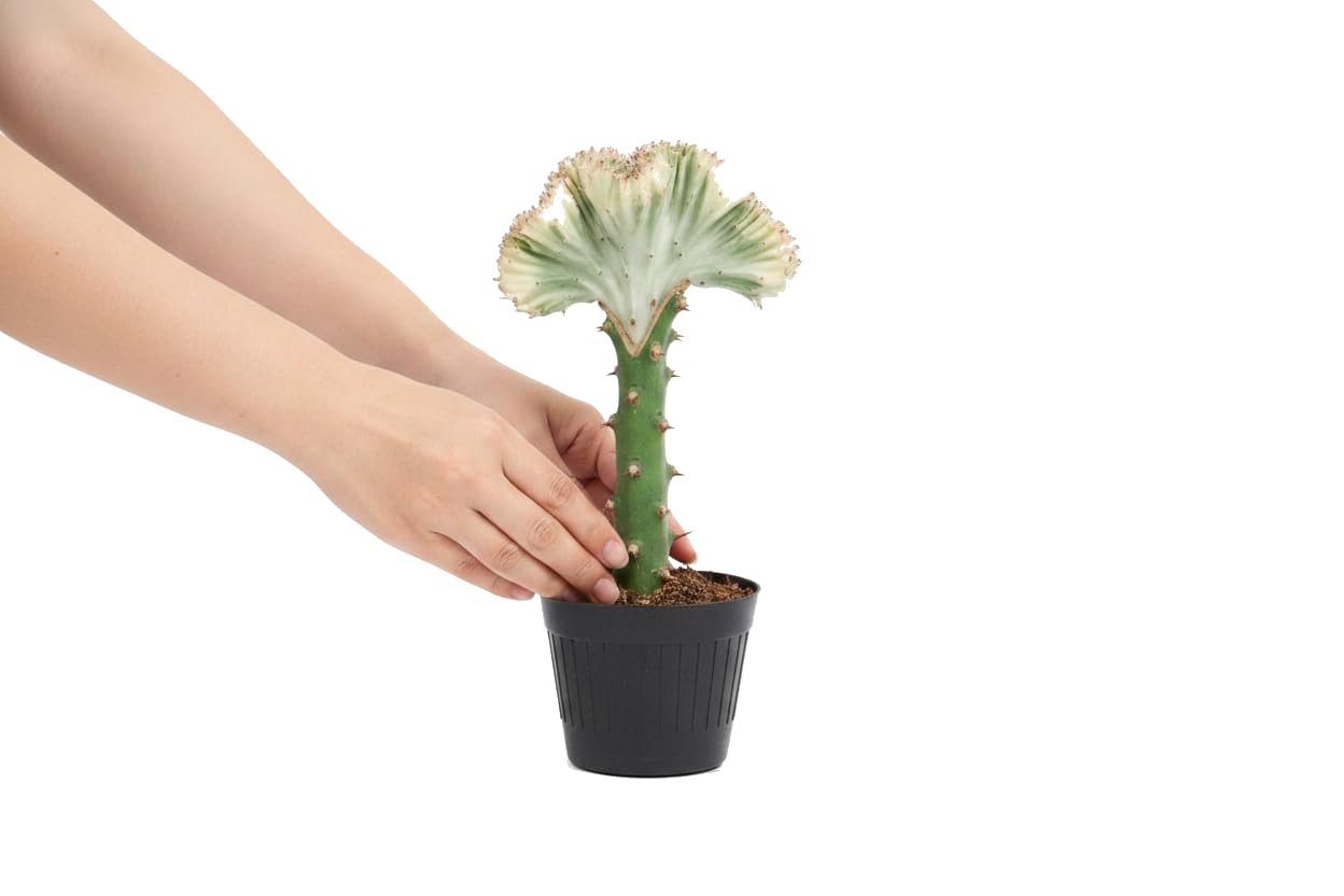 Euphorbia Lactea Cristata Cactus Coral para Salón DECOALIVE - Planta Natural en Maceta 12 cm de Diámetro y 20 cm de Altura