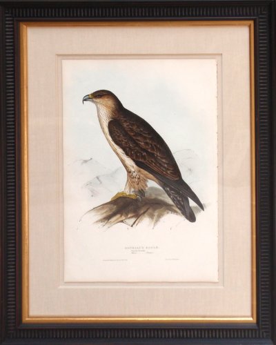 Bonelli’s Eagle