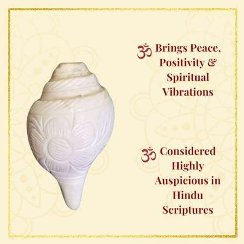 Image of Vamavarti Original Loud Blowing Shankh,Conch For Pooja - 6 to 6.5 Inch (Quality Matters) Quality assured by Om Gange Weight 300 to 450 gms +- 20 Gms (As this is Natural)