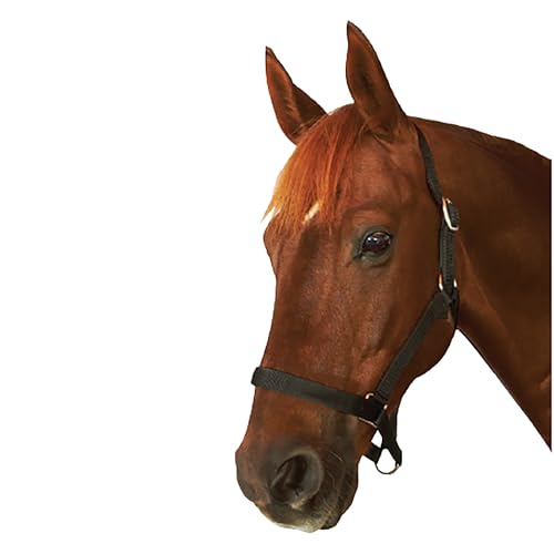 Roma Everyday Halter, Black, Cob