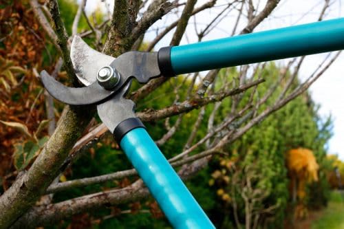 Ma&icirc;triser la taille pour de beaux arbres et arbustes