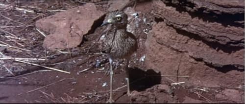 Die lustige Welt der Tiere