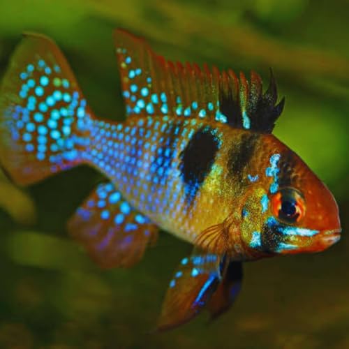 German Blue Ram Cichlid (3 Fish Pack) - Aquarium Exotic Freshwater Live Fish