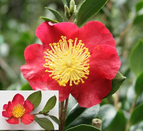 CPEYARE Camelia/Cameliya Flower Camellia Live Tree Rare Varity (height 1.5-2.5 Feet) Flower Plant Healthy Hybrid Live Plant For Home Garden (Camellia Yuletide)