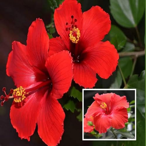 Image of Hibiscus Rosa-Sinensis Live Plant | Red Blooming Gudhal Flower Plant with Pot | Live Outdoor Flowering Plant for Home Garden Balcony