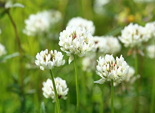 3,000 Berseem Clover Seeds