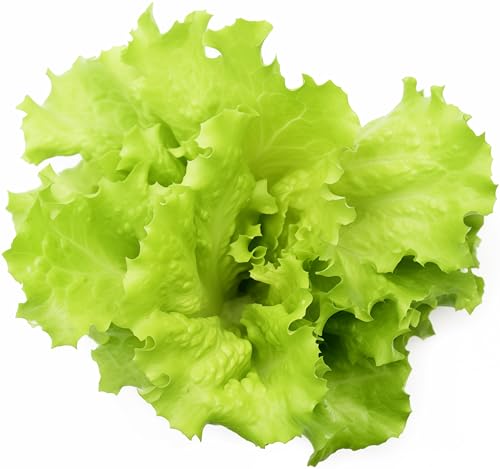 1000+ Black Seeded Simpson Lettuce Seeds for Planting - Heirloom Non-GMO...