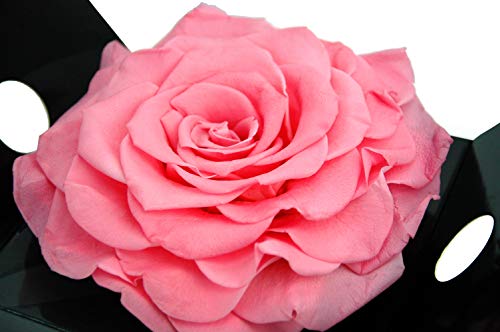 Mundo Eterno Rosa eterna preservada Rosa Pastel 15cm diámetro