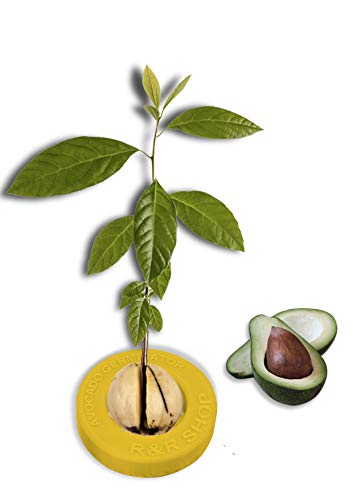 R&R SHOP Avocado Germinator - Maceta flotante para germinación de aguacate, kit de cultivo de semillas, plástico de maíz 100% reciclable y compostable (Amarillo)