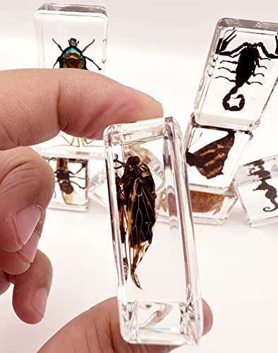 15 Real Insect Resin Specimens Set - Various Real Bug Specimens in Resin for Science Education, Classroom Biology, Bug Observation Kit with Storage Bag, Magnifying Glass & Instructions​
