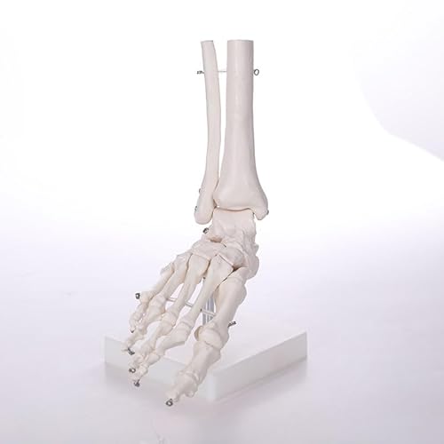 Biadahirea BIADAHIREAGGA1030 Human Foot Skeleton Model thumb #3