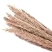 Produktbild Dastrues 15 Pcs Kunstblumen Pampasgras Getrocknet Deko Blumen Trockenblumen Deko Dried Small Pampas Grass Phragmites Communis Decoration for Home Store Wedding (natürliche)