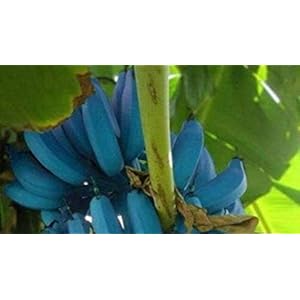 Generic Fresh 100 stks Banana Fruit SEEDS voor opplant Blauw 2