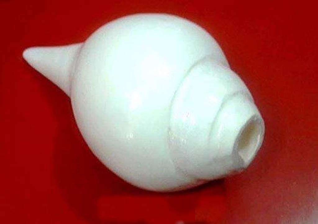 Divya Shakti White Vamvarti and Blowing Shankh (Bajnewala) / Conch 8-INCH (Religious Item)