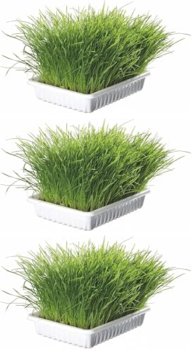 Trixie TX-4235 Herbe à Chat 100 g (Lot de 3)